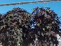 Blackie Sweet Potato Vine / Ipomoea batatas 